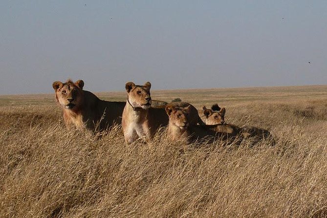 3 Day Masai Mara Safari - Day 3: breakfast, then a late-afternoon return to Nairobi
