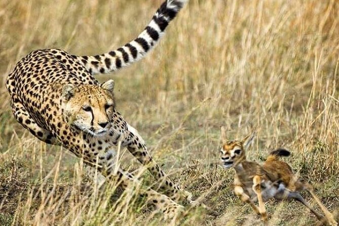 3-Day Masai Mara Safari Tour - Key highlights I’d center in your planning