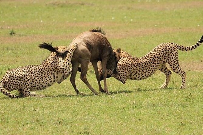 3-Day Masai Mara Safari Tour - From Biashara Street to the Rift Valley views at Limuru