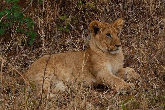 3-Day Masai Mara Safari Tour - Group safari comfort: small size, structured days, and road time that actually helps