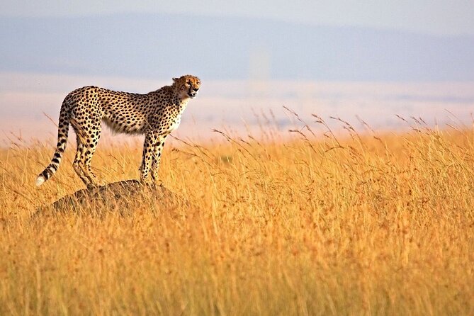 3-Day Masai Mara Safari Tour - Guide impact: why Hallifa and Ambeva come up again and again