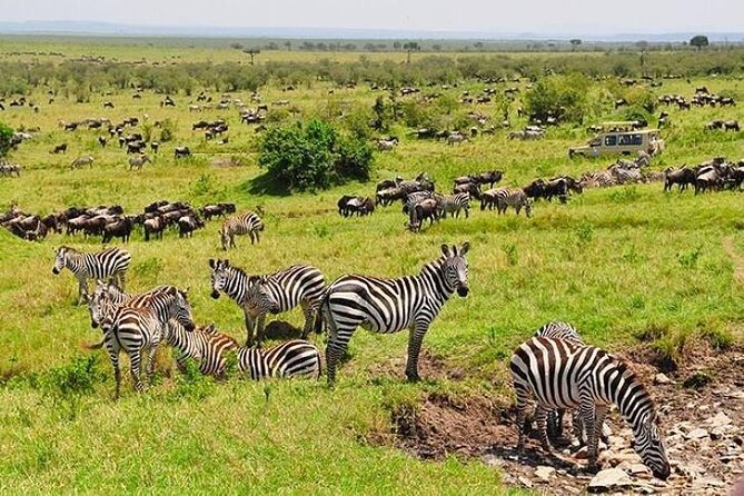 3-Day Masai Mara Safari Tour - Meals, pace, and the little choices that matter