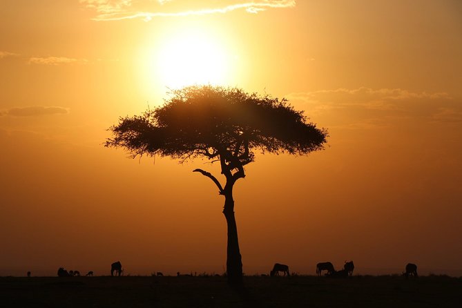 3-day Masai Mara Safari Tour to see the big five and wildebeest migration - Why Maasai Mara’s Big Five and Migration Combo Works So Well