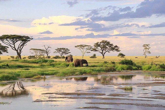 3-day Masai Mara Safari Tour to see the big five and wildebeest migration - Day 2 Mara River: Your Best Shot at Predators and the Big Five Mix