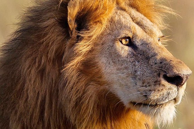 3-day Masai Mara Safari Tour to see the big five and wildebeest migration - Day 3: Early Morning Cats, Then Back to Nairobi