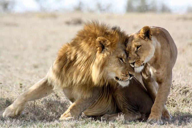3-day Masai Mara Safari Tour to see the big five and wildebeest migration - Sleeping in a Tented Camp Inside the Park: Comfort With Real Atmosphere