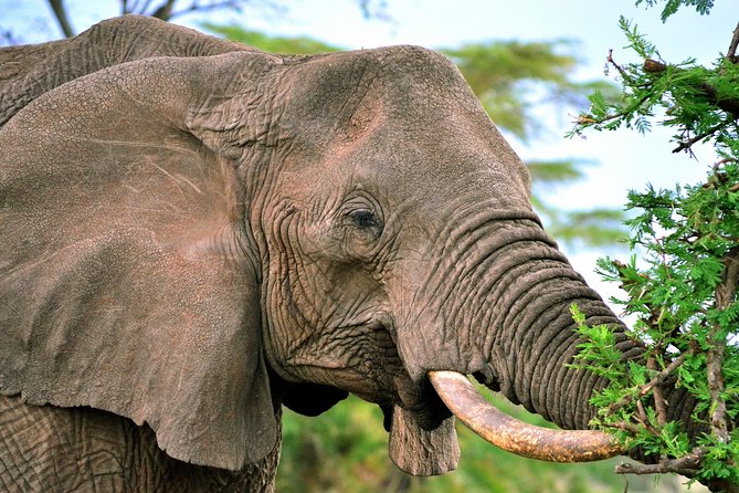 3-day Masai Mara Safari Tour to see the big five and wildebeest migration - The Wildebeest Migration Window (July to October), and What You Can Expect