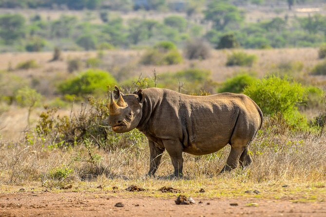 3-Day Masai Mara Wildebeest Migration 2025 - Why the Maasai Mara migration feels different in person