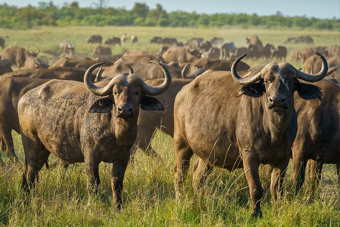 3-Day Masai Mara Wildebeest Migration 2025 - Day 2: sunrise balloon option plus a long day inside the park