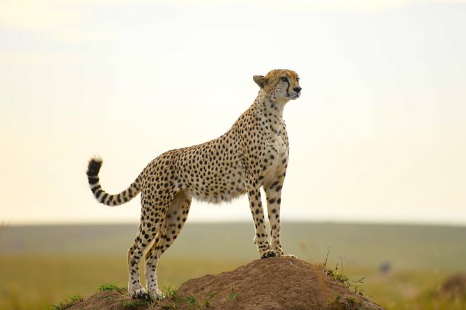 3-Day Masai Mara Wildebeest Migration 2025 - Day 3: early drive option, then back to Nairobi