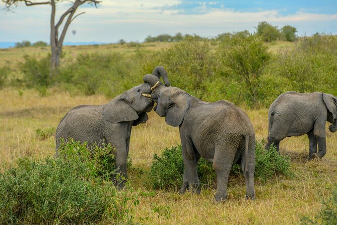 3-Day Masai Mara Wildebeest Migration 2025 - The guide factor: why spotting and safety feel better here