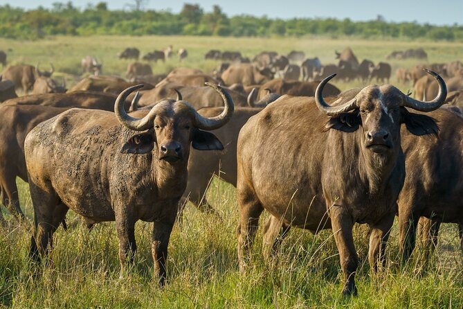 3-Day Masai Mara Wildebeest Migration 2025 - Nairobi to the reserve: transport that cuts stress fast