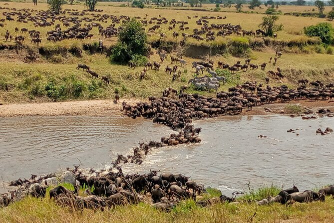 3 Day Private 4x4 Jeep Tour in Masai Mara Safari - Why Masai Mara by Private 4x4 is worth the early start