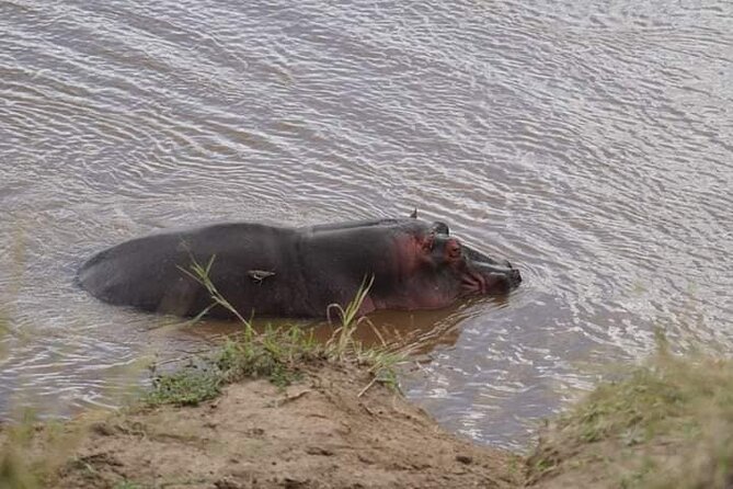 3 Day Private 4x4 Jeep Tour in Masai Mara Safari - Day 2: Mara River, picnic lunch by hippos, and all-day game searching