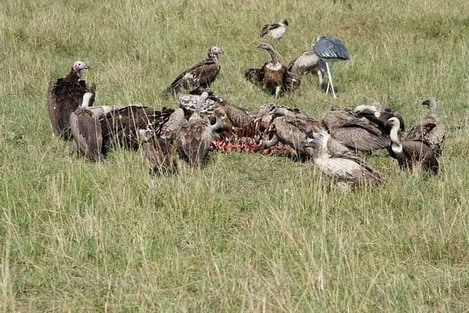 3 Day Private 4x4 Jeep Tour in Masai Mara Safari - Day 3: Early morning big cat chances, then back to Nairobi