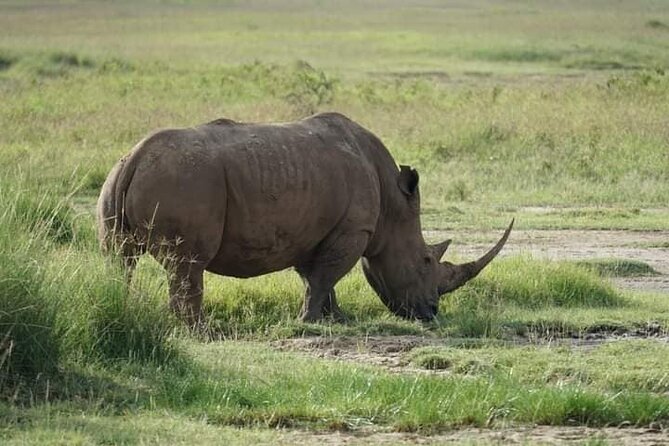 3 Day Private 4x4 Jeep Tour in Masai Mara Safari - What to watch for: heat, timing, and wildlife expectations