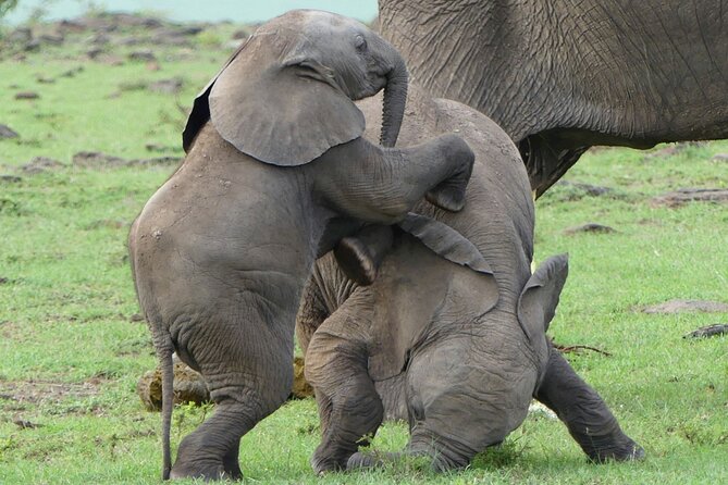 3 Day Private 4x4 Jeep Tour in Masai Mara Safari - Day 1: Nairobi pickup, first Mara drive, and learning the rhythm