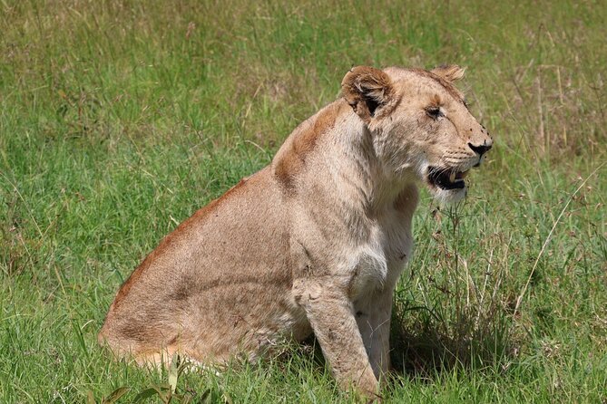 3 Day Private Tour in Maasai Mara with Lodge Luxury with Jeep - Day 2: 5 AM Start, Big Five Focus, and the Mara River Stop