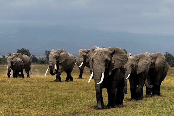 3 Day Private Tour in Maasai Mara with Lodge Luxury with Jeep - What “Luxury Lodge” Really Means Here (Comfort Without Disappearing Into Stuffiness)