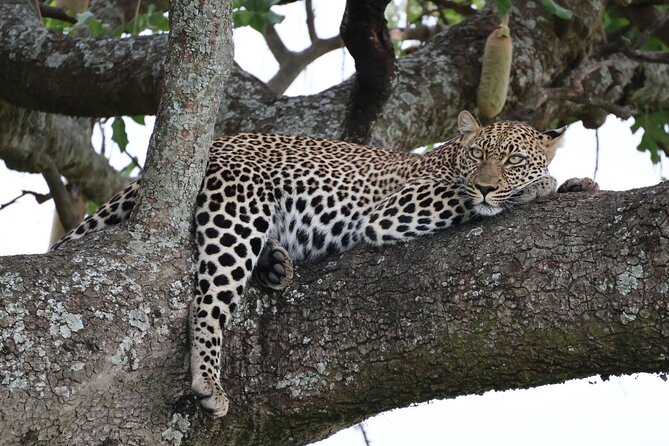 3 Day Private Tour in Maasai Mara with Lodge Luxury with Jeep - Price and Value for a 3-Day Private Safari