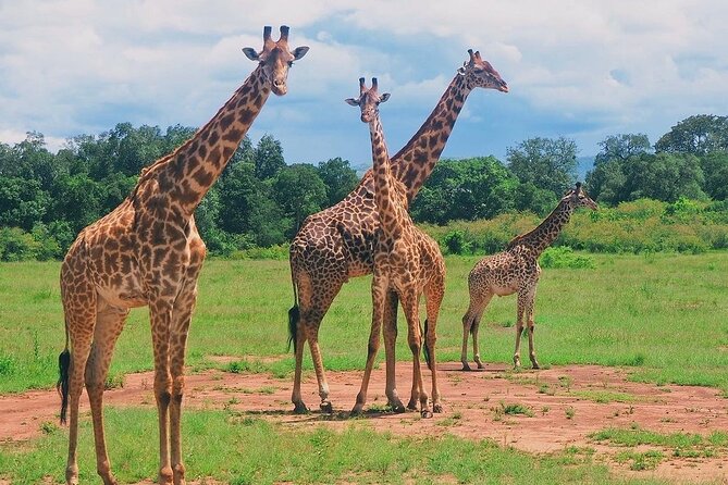3-Day Private Tour in Tsavo West National Parks - Key highlights at a glance