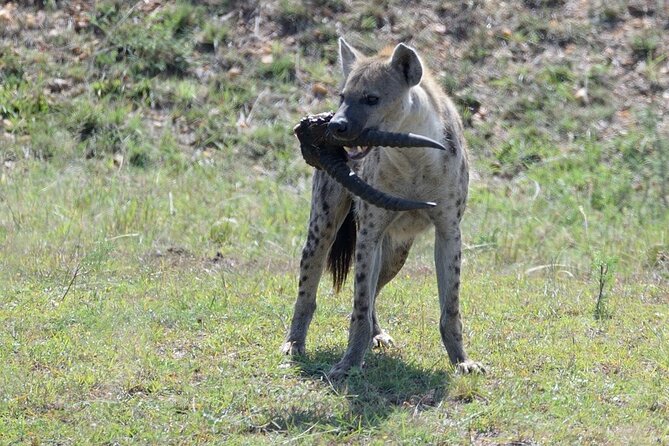 3-Day Private Tour in Tsavo West National Parks - Price and value: what you’re paying for, and what to check before you go