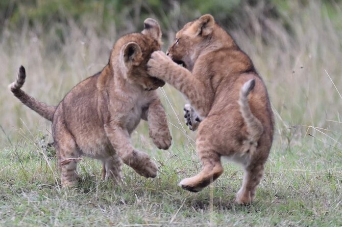 3-Day Private Tour in Tsavo West National Parks - Who this safari fits best