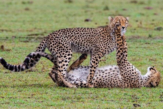 3-Day Private Tour in Tsavo West National Parks - Day 2: Tsavo West morning drive, then Mzima Springs hippos and crocodiles