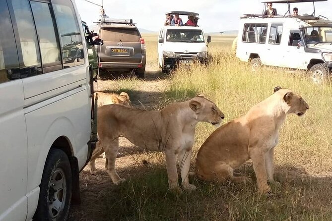 3 Day Private Wild Safari Tour in Maasai Mara - Day 2: early predators on the plains, Mara River time, and Maasai culture