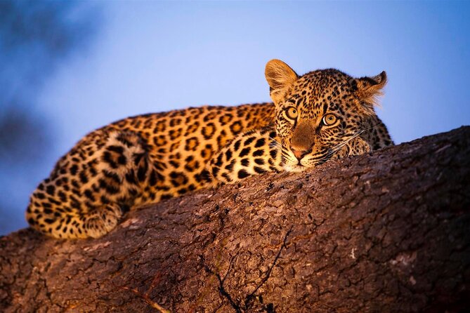 3-Day Safari Tour in two National Parks - From Diani to Tsavo East, you start seeing Africa fast