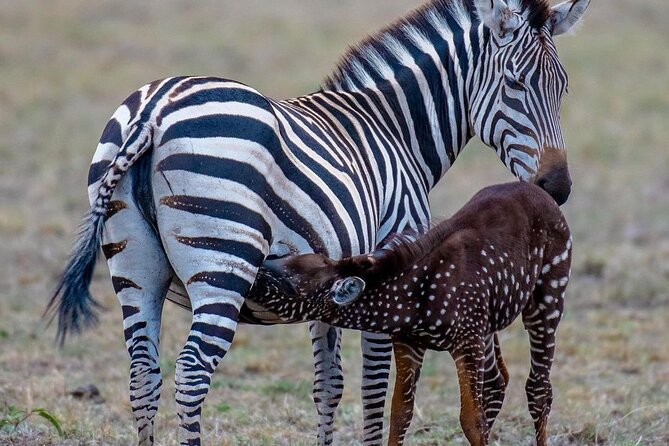 3-Day Samburu safari from Nairobi - Check-in to first sightings: camp time plus the evening drive