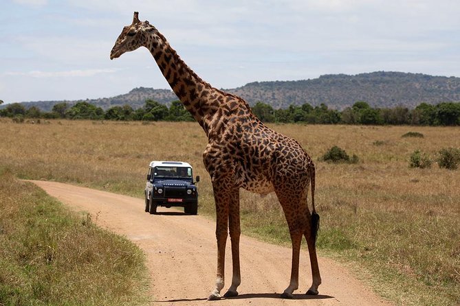 3-Day Sweetwaters: Ol Pejeta Conservancy Safari from Nairobi - Why Ol Pejeta and Sweetwaters is a smart 3-day Nairobi safari