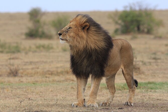 3-Day Sweetwaters: Ol Pejeta Conservancy Safari from Nairobi - Day 2: two game runs, elephant and giraffe odds, and a waterhole that draws crowds