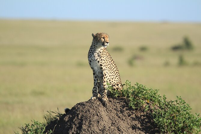 3-Day Sweetwaters: Ol Pejeta Conservancy Safari from Nairobi - Transport, guides, and the open-roof Land Cruiser reality