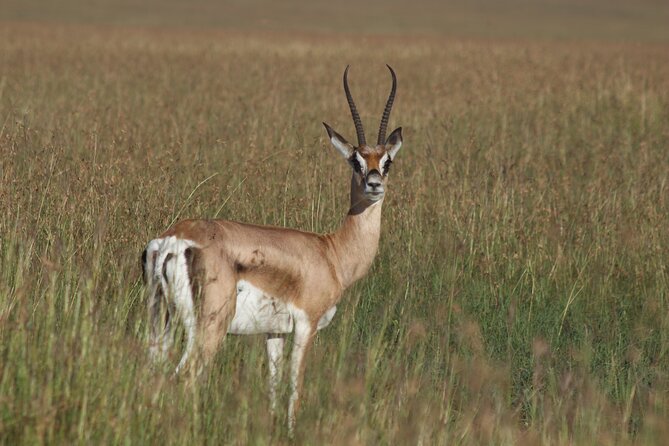 3-Day Sweetwaters: Ol Pejeta Conservancy Safari from Nairobi - Price and what you are really paying for at $1,460