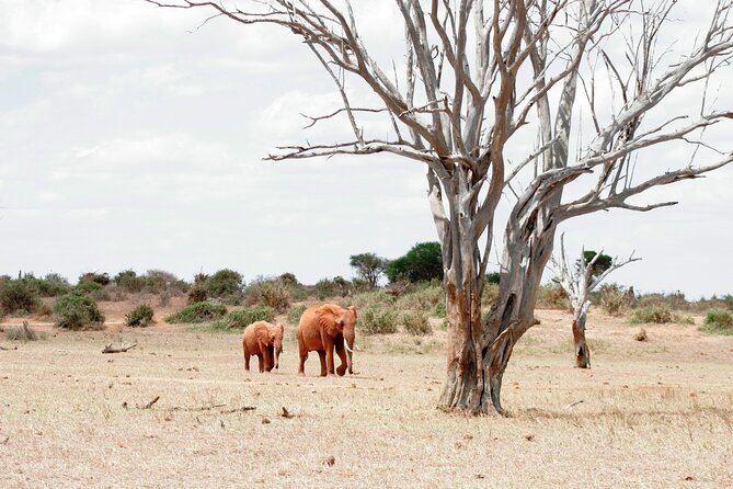 3-Day Tsavo East and Tsavo West Safari - Lodges and comfort in Tsavo: what to expect between drives
