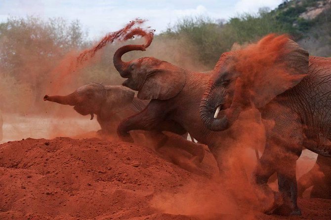 3-Day Tsavo East and Tsavo West Safari - Getting from Mombasa: the 6:00 am start and long-drive reality