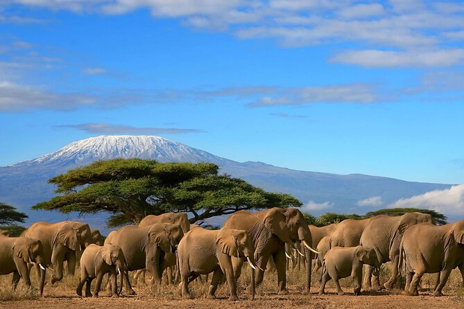 3 Days 2 Nights Amboseli National Park Tour - Key Highlights You Should Care About