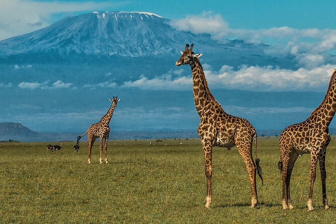 3 Days 2 Nights Amboseli National Park Tour - Who This Tour Suits Best (And Who Should Think Twice)