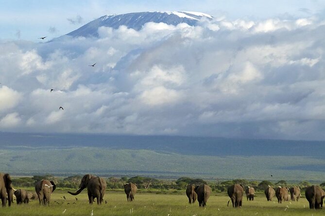 3 Days 2 Nights Amboseli National Park Tour - Nairobi Pickup at 7:00 am: The Logistics That Shape Your Trip