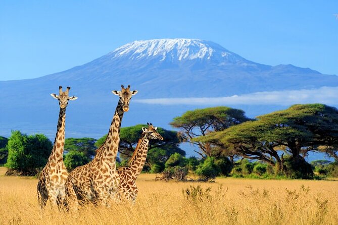 3 Days 2 Nights Amboseli Safari - Day 2: early Observation Hill, then a full day of wildlife action