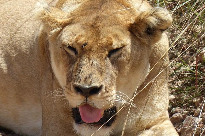 3 days 2 nights budget group safari to Maasai Mara National Reserve - Price and Value: What $195.56 Buys in Maasai Mara