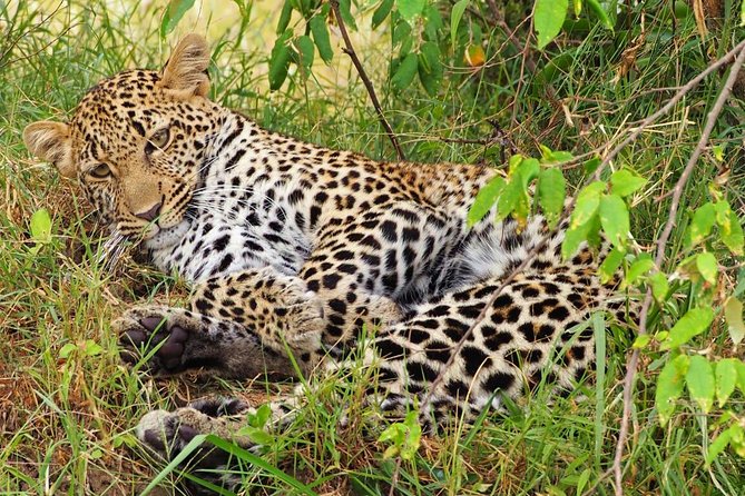 3 days 2 nights budget group safari to Maasai Mara National Reserve - Nairobi Pickups, the 6am Airport Option, and the Rift Valley View Stop