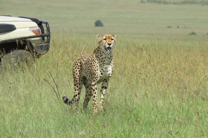 3 Days 2 nights Group joining Midrange Safari Tour in Masai maraa - Day 2: Early Morning Starts and a Full-Day Mara Game Drive