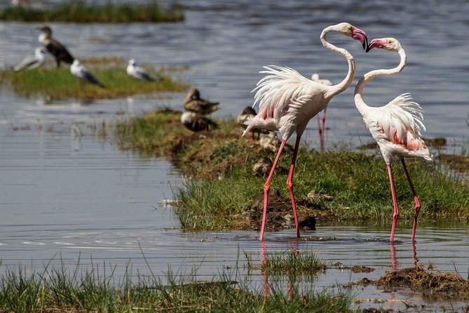 3 Days 2 Nights in Maasai Mara via The Great Rift Valley - How to make the most of your game drives (without getting stuck waiting)