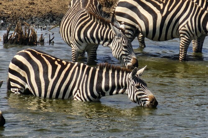 3 Days - 2 Nights Maasai Mara from Nairobi - What you’re really getting in the safari jeep: viewing, comfort, and safety