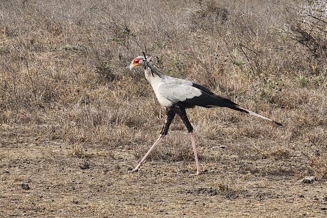 3 Days - 2 Nights Maasai Mara from Nairobi - What the $800 price means in real safari value