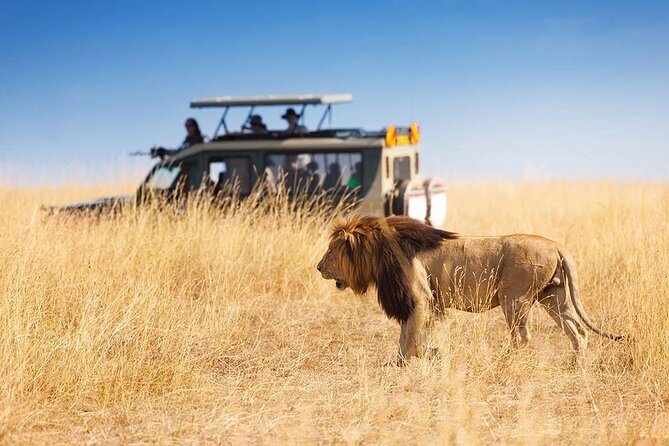 3 Days - 2 Nights Maasai Mara from Nairobi - Day 2 in the Maasai Mara pride lands: full game drive with picnic lunch