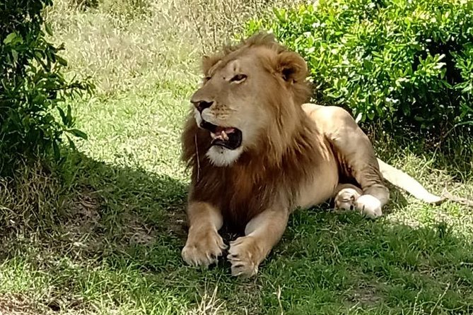 3 days, 2 nights Maasai Mara Game Reserve - Maasai Mara’s mix of habitats makes every drive count