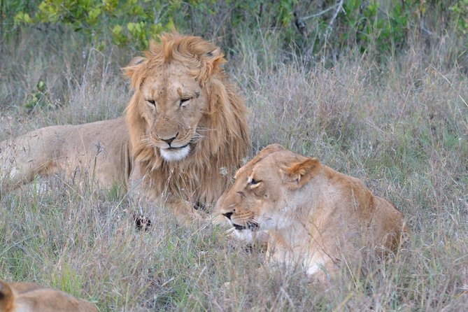3 days, 2 nights Maasai Mara Game Reserve - Day 1 in the reserve: lunch, then an afternoon hunt for the Big Five